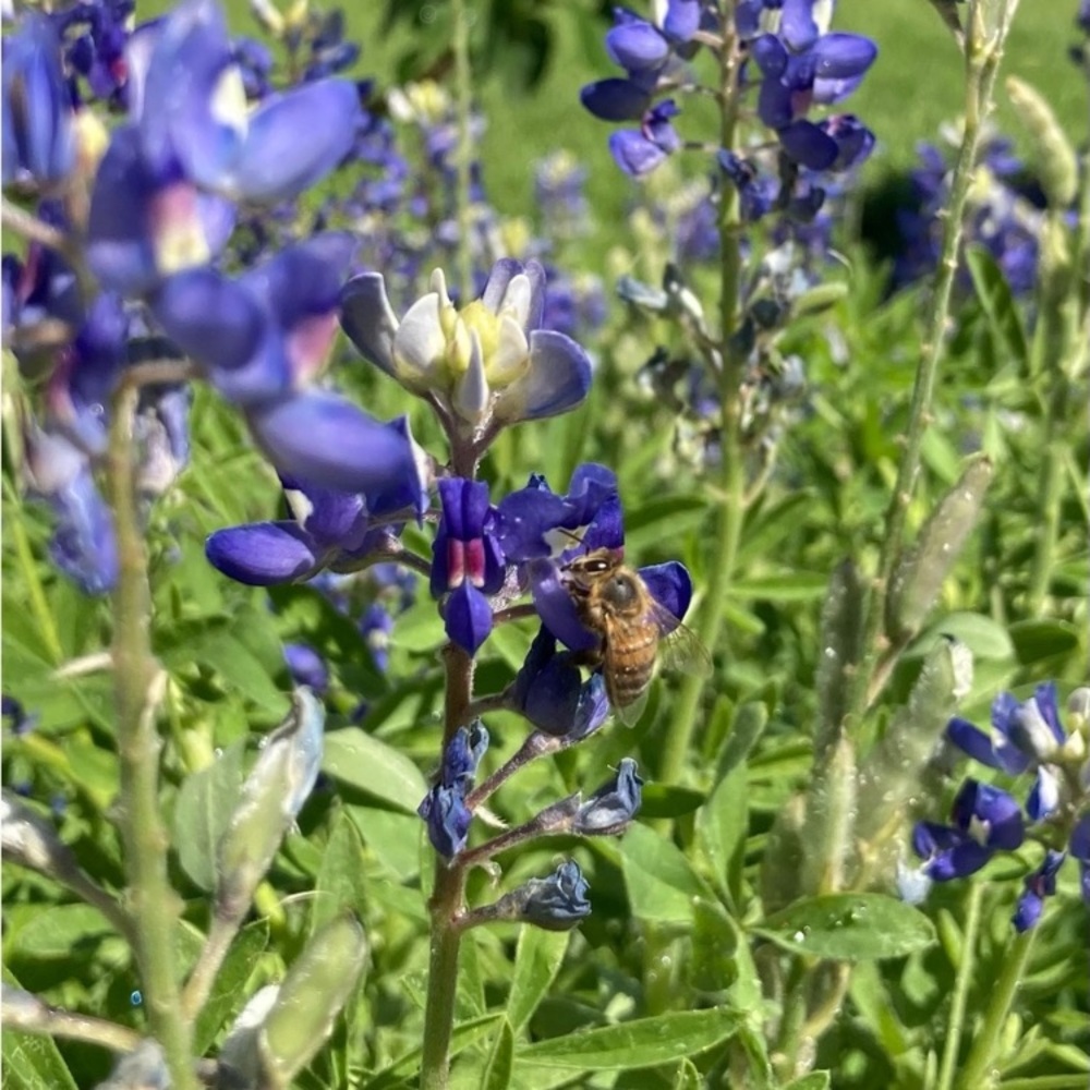 50 Seeds Texas Bluebonnet Wildflower Lupinus texensis Flower Seeds Garden - Picture 15 of 16